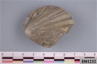 藏品(海扇)的圖片